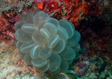 气泡珊瑚、Plerogyra sinuosa_白斑气泡珊瑚_海富瑜