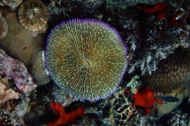 飞碟珊瑚、Madrepora fungites、真蕈珊瑚_飞碟珊瑚_海富瑜