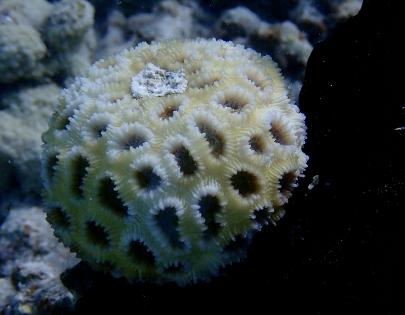 翘齿蜂巢珊瑚、盘星珊瑚、Favia matthaii 、Dipsastraea matthaii_翘齿盘星珊瑚_海富瑜