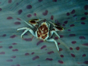 红斑海葵蟹、红斑瓷蟹、Neopetrolisthes maculatus_红斑海葵蟹_海富瑜
