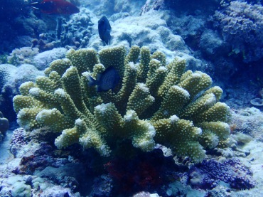 巨枝鹿角珊瑚、Pocillopora eydouxi_巨枝鹿角珊瑚_海富瑜