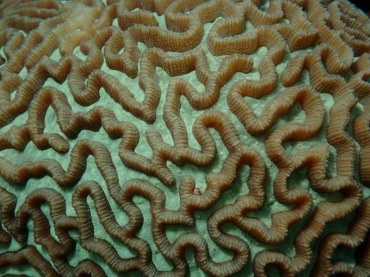 迷宫扁脑珊瑚、Platygyra lamellina、迷宫蜂巢珊瑚_迷宫扁脑珊瑚_海富瑜