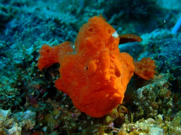 橙色彩绘躄鱼、橙色青蛙鱼、Antennarius pictus_橙色彩绘躄鱼_海富瑜