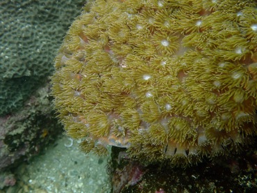 盾形陀螺珊瑚、Turbinaria peltata_2.盾牌木珊瑚_海富瑜