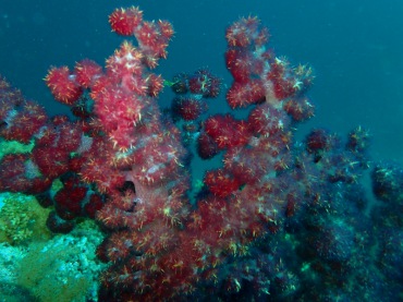 杨梅红玉珊瑚、白杆9号玉树珊瑚、Dendronephthya cervicornis_杨梅红玉珊瑚_海富瑜