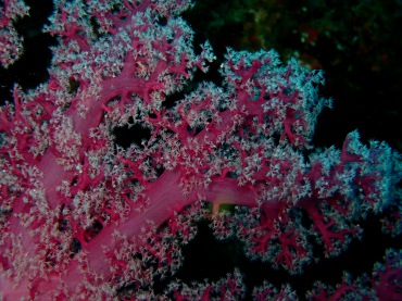 粉胭红玉珊瑚、穗棘软珊瑚、玉树珊瑚51号_玉树珊瑚51号_海富瑜