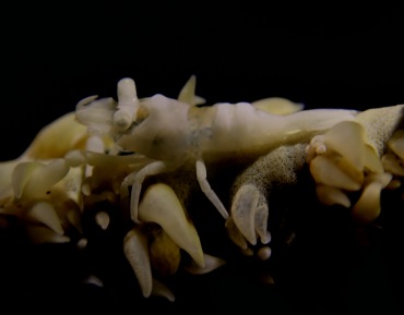 白色珊瑚虾、禁止线珊瑚虾、Pontonides anken_白珊瑚虾_海富瑜