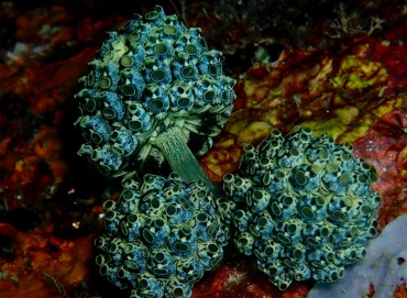 蓝瘦香菇海鞘、蓝荔枝海鞘、Nephtheis fascicularis_蓝瘦香菇_海富瑜