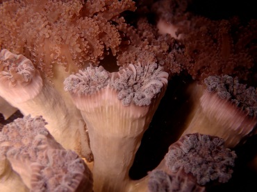 肉色章鱼足珊瑚、章鱼足牙珊瑚、筒星珊瑚，不知名石珊瑚_章鱼足筒星珊瑚_海富瑜