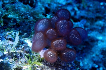 粉囊软珊瑚、不知名珊瑚_不知名-2_海富瑜