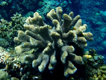 巨枝鹿角珊瑚、Pocillopora eydouxi_巨枝鹿角_海富瑜