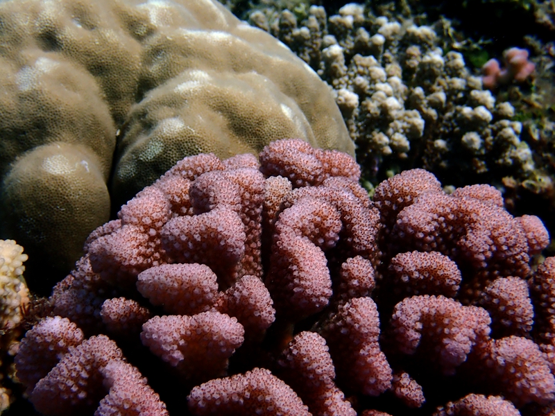 疣状杯形珊瑚、疣鹿角珊瑚、Pocillopora verrucosa_碎沙珊瑚_海富瑜