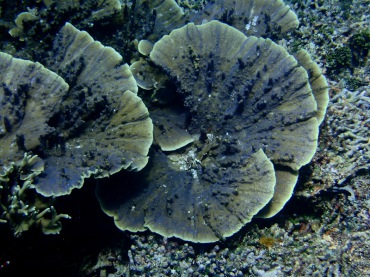 棘瓣薯片珊瑚、带棘花斑薯片珊瑚_棘花瓣脆瓦_海富瑜
