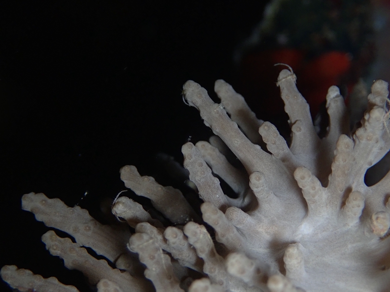 细指软珊瑚、不知名珊瑚_不知名-6_海富瑜
