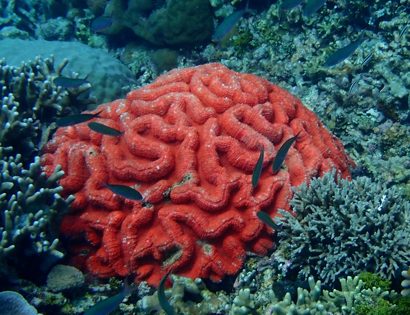 橙色石脑珊瑚、Symphyllia radians_色脑珊瑚_海富瑜