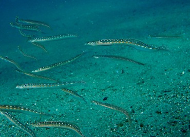 美丽沙鳅、美丽丝鳍鱼、Trichonotus elegans_美丽沙鳅_海富瑜