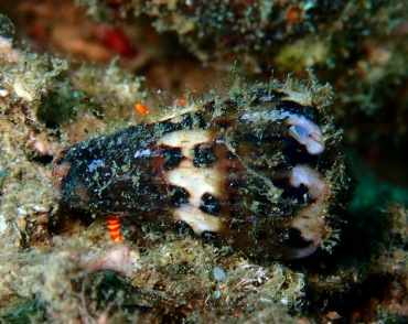 线纹芋螺、Conus striatus _海富瑜