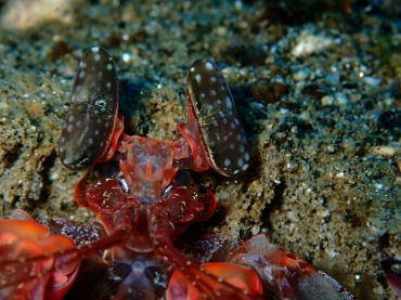 红螳螂虾、Lysiosquillina lisa_红线螳螂虾_海富瑜