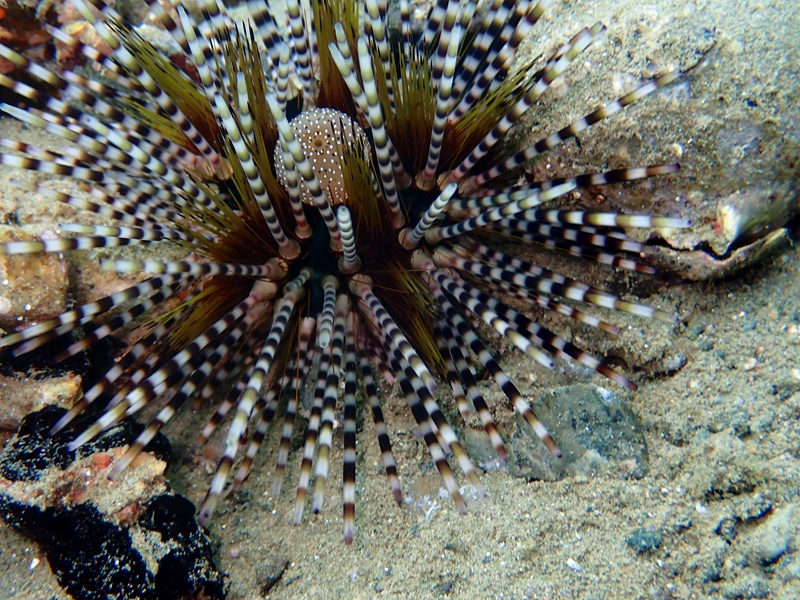 环纹棘海胆、Echinothrix calamaris _环纹刺海胆_海富瑜
