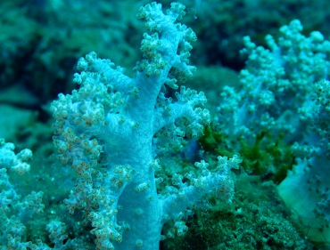 雪寻梅玉珊瑚、玉树珊瑚4号、玉珊瑚_玉树珊瑚4号_海富瑜