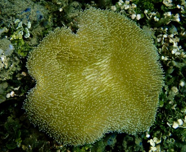 花环肉质软珊瑚、象耳软珊瑚、Sarcophyton trocheliophorum _象耳软珊瑚_海富瑜