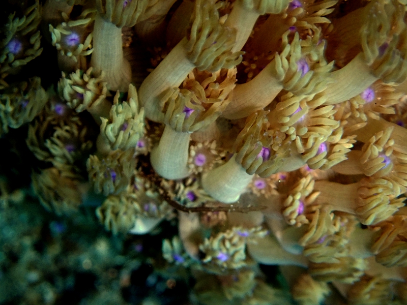 紫点宝石花珊瑚、大角孔珊瑚、Goniopora djiboutiensis_大管孔珊瑚_海富瑜