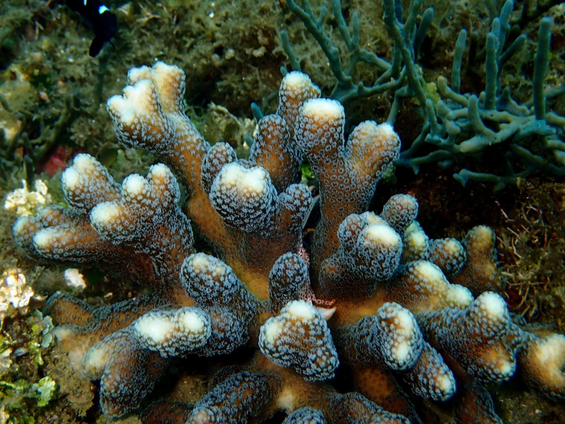 白星鹿角珊瑚、Seriatopora caliendrum_白星鹿角_海富瑜