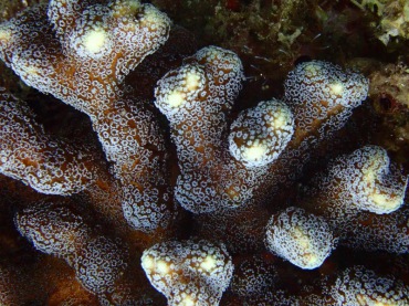 白星鹿角珊瑚、Seriatopora caliendrum_白星鹿角_海富瑜
