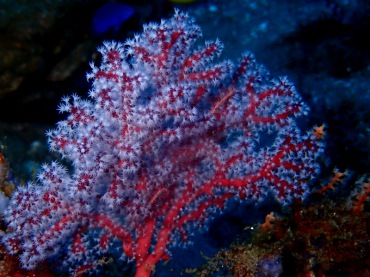 雪和血小海扇、海扇珊瑚、不知名珊瑚_血红小海扇_海富瑜