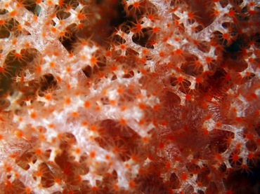 点点红玉珊瑚、软珊瑚、玉树珊瑚66号_玉树珊瑚66号_海富瑜