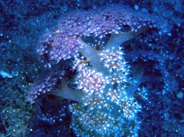 粉华冠玉珊瑚、玉树珊瑚5号、玉珊瑚_玉树珊瑚5号_海富瑜