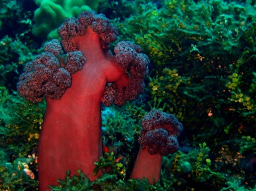 红西兰花玉珊瑚、玉树珊瑚44号_玉树珊瑚44号_海富瑜
