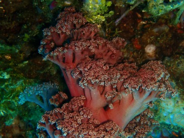 红西兰花玉珊瑚、玉树珊瑚44号_玉树珊瑚44号_海富瑜