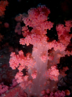全粉红玉树珊瑚、玉树珊瑚55号_玉树珊瑚55号_海富瑜