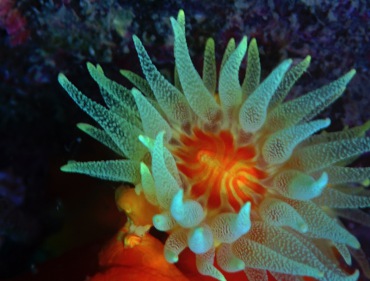 火焰太阳花珊瑚、筒星珊瑚、未描述的珊瑚_火焰筒星珊瑚_海富瑜