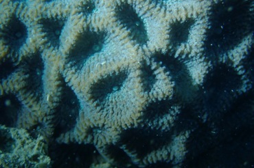 粗糙蜂巢珊瑚、粗糙菊花珊瑚、Goniastrea aspera_粗糙菊花珊瑚_海富瑜