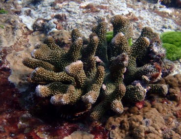 巨枝鹿角珊瑚、Pocillopora eydouxi_巨枝鹿角_海富瑜