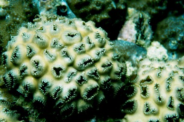 怪孔蜂巢珊瑚、不知名珊瑚_不知名-12_海富瑜