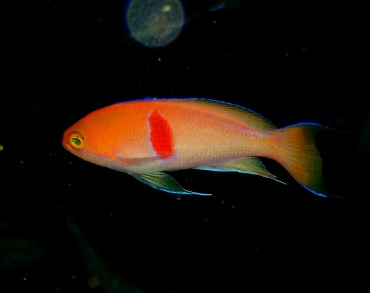 红斑海金鱼、红带花脂、Pseudanthias rubrizonatus_海富瑜