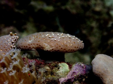 冬菇珊瑚、不知名珊瑚_不知名-14_海富瑜