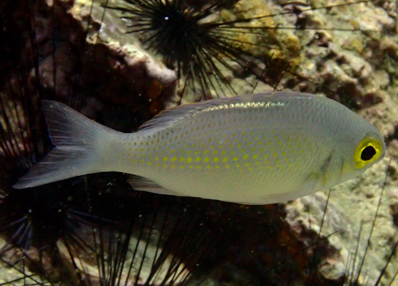 黄眼金线鱼、黄点眶棘鲈、Colopsis ciliata_黄眼金线鱼_海富瑜