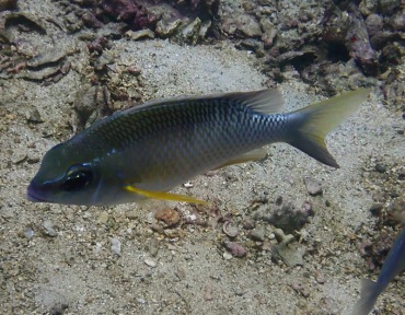 珠斑金线鱼、Scolopsis margaritifera_珠斑金线鱼_海富瑜