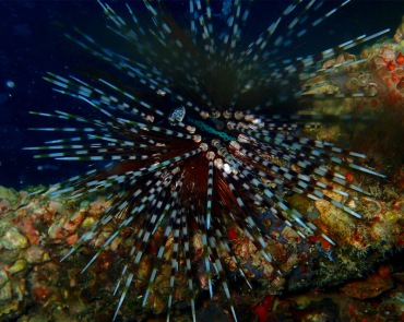 环纹棘海胆、Echinothrix calamaris _环纹刺海胆_海富瑜