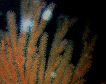 橙柳珊瑚、不知名珊瑚、橙色小海柳_橙色小海柳_海富瑜