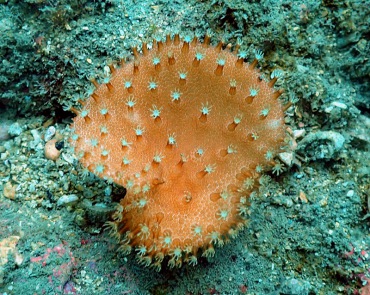 奶浆菌珊瑚、不知名珊瑚_奶浆箘珊瑚_海富瑜