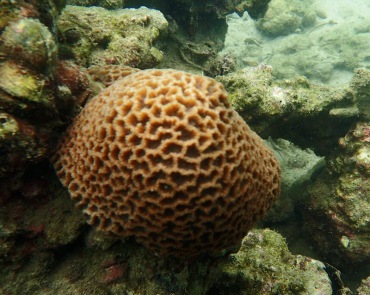 堡垒珊瑚、肉质扁脑珊瑚_堡垒扁脑珊瑚_海富瑜
