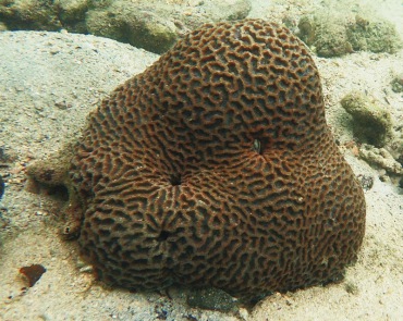 堡垒珊瑚、肉质扁脑珊瑚_堡垒扁脑珊瑚_海富瑜