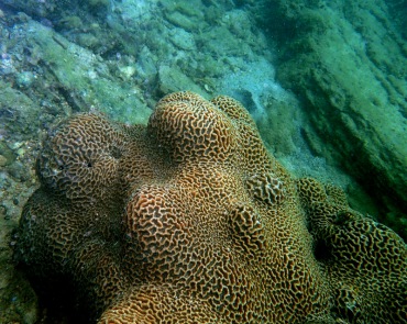 堡垒蜂巢珊瑚、肉质扁脑珊瑚、platygyra carnosa_肉质扁脑珊瑚_海富瑜