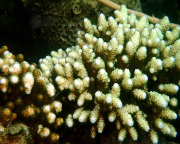 霜鹿角珊瑚、Acropora pruinosa_霜鹿角珊瑚_海富瑜