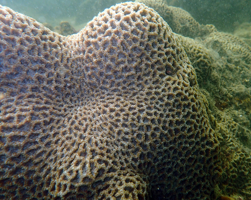 堡垒蜂巢珊瑚、肉质扁脑珊瑚、platygyra carnosa_肉质扁脑珊瑚_海富瑜